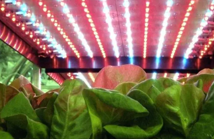 高德注册LED植物照明，何时春再来？
